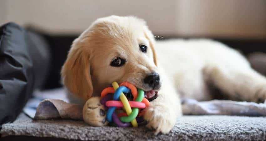 Get Some Toys Get Some Toys