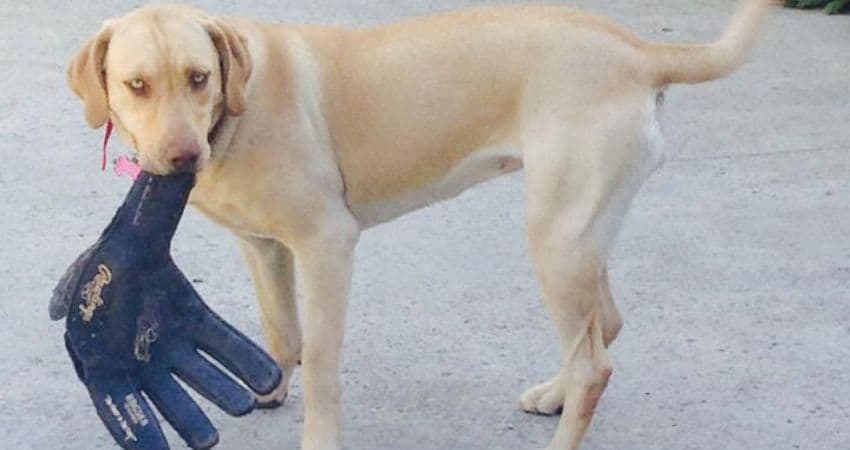 How to Prevent Dogs from Chewing on Your Baseball Gloves How to Prevent Dogs from Chewing on Your Baseball Gloves