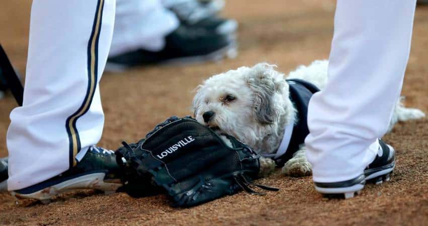 Is it Safe for my Dog to Chew on a Baseball Glove