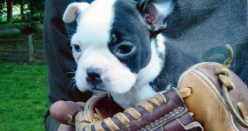 Why Do Dogs Chew on Baseball Gloves